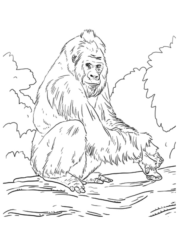 Plansa de colorat cu Gorilla 13 5